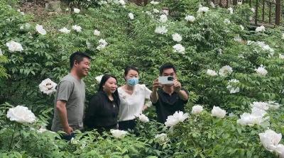 牡丹故里竞芳华！保康紫斑牡丹花开正艳 