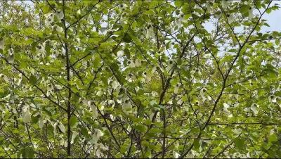 “白鸽”闹枝头，初夏竞芳华！在保康，植物活化石开花啦 