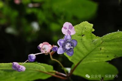 罕见！植物界“连体婴儿”在保康大面积盛开