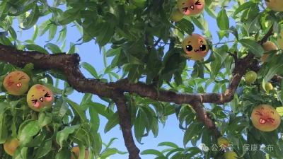 桃源秘境，“果”然有趣！坐标→城关镇土门村桃缘山庄