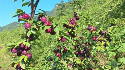 襄阳保康：酸甜可口，满园果香！刘家坪村的李子熟了 
