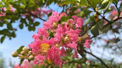 深紫浅粉映盛夏！保康2万亩紫薇进入盛花期…… 