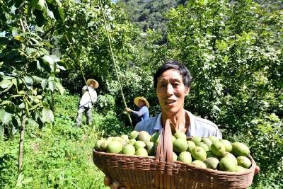 襄阳保康：又到核桃飘香时！35万亩核桃迎来丰收季