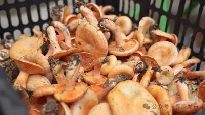 襄阳保康：解锁林下财富密码！这位小伙，引领村民进山“掘金”