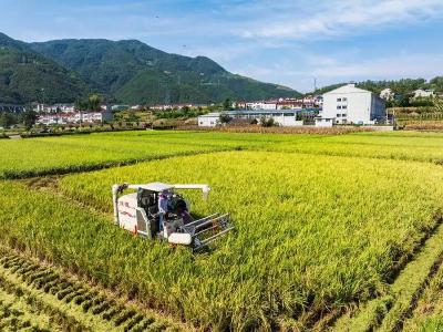 襄阳保康： 稻花香里说丰年 3.4万亩水稻开镰收割