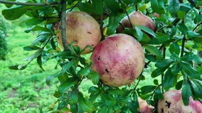 石榴红了！保康马良镇200亩软籽石榴迎来丰收季 