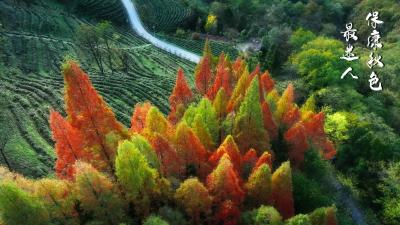 保康秋色最迷人