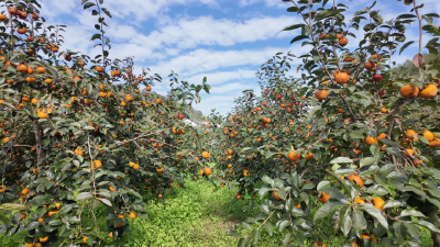 甜了舌尖，富了口袋！保康店垭镇大林村苹果柿喜迎丰收 