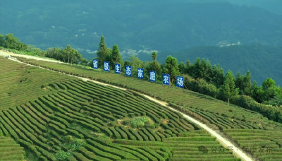 全省首批！保康10万亩茶园跻身省级优质生产基地