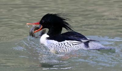 乡村发现 | 汾清河畔“祥云”飞！保康鸟类再添珍贵物种