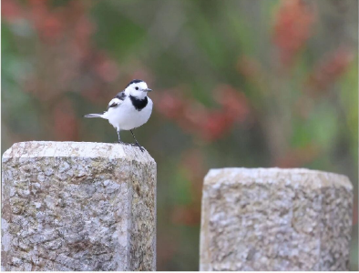 一帧温馨画面，见证生态之变！“爱心小鸟”白鹡鸰成了沿河公园的常客 