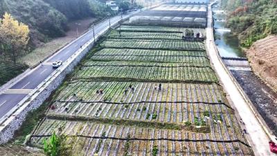 襄阳保康：一株“仙草”富一方！寺坪镇淫羊藿喜获丰收 