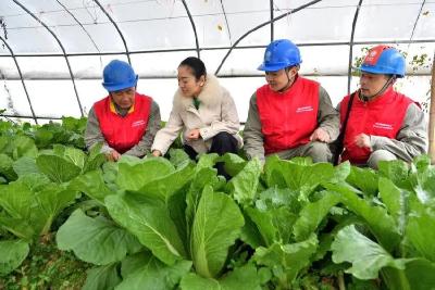 暖心守护“菜篮子”！保康多部门齐上阵，为高山蔬菜撑起“抗寒伞”