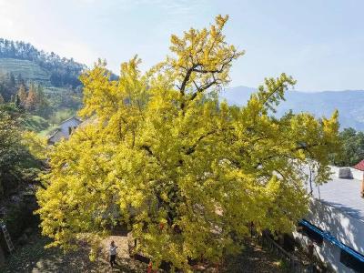 满树金黄，一片秋韵！保康千年银杏树迎来“高光时刻” 