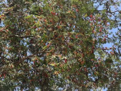 一树红果映初冬！千年红豆杉扎根农家，成乡村生态“活名片”