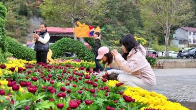 不是花中偏爱菊，此花开尽更无花！保康五道峡菊开成海 