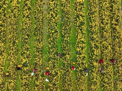 遍地金黄，花香阵阵！在黄堡镇黄堡村，一朵“小菊花”溢满幸福味儿