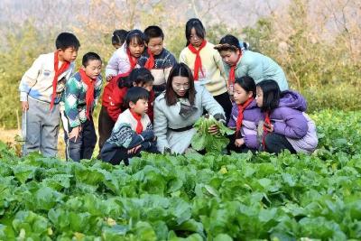 襄阳保康：歇马镇梅花小学把课堂“搬”进丰收的田野