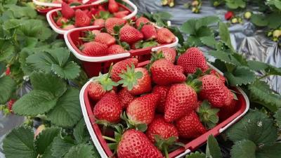 保康城郊藏着 “甜蜜暴击”！这个冬天，小沟村为你献上第一口鲜……