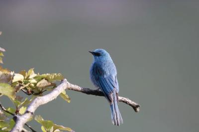 襄阳保康：“观鸟经济”点绿成金