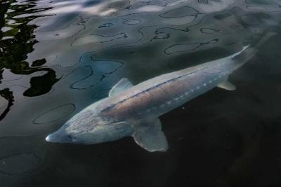 鲟鱼游出新赛道 襄阳保康大力培植水中“软黄金”