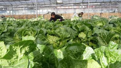 15.69万亩，36.92万吨！襄阳保康智慧农业助力“菜篮子”稳价又提质