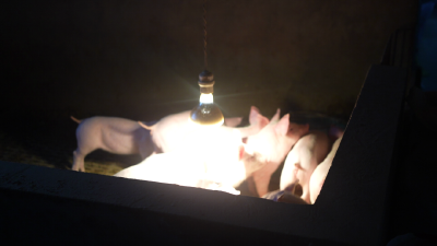 风雪送服务，“电”亮养殖户！保康猪崽鱼虾安心过冬