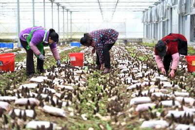 小山村念活山水“致富经”