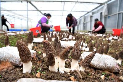 小山村念活山水“致富经”