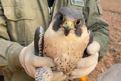 供电员工变身“护鸟卫士”