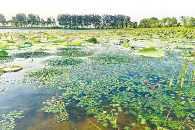 刨开106道塘堤，揉碎85个鱼塘—— 当阳季家湖新生记