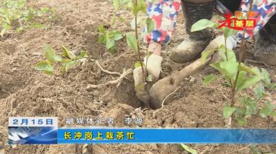 【新春走基层】长冲岗上栽茶忙