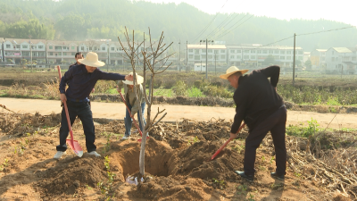 县政协组织开展义务植树活动