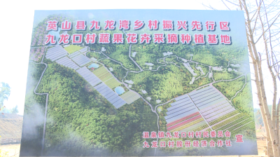 【新春走基层】九龙口村：打造现代生态农业基地 带动村民家门口就业
