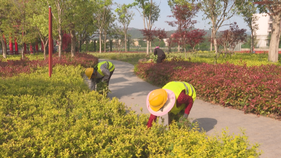 【视频】县园林局：不负春季好时光 园林绿化养护忙