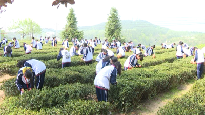 【毕昇故里•茶香英山】县理工中专：茶韵飘香进校园 传统文化育新苗