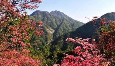 天马寨旅游景区：提升游客体验  催热“赏花经济”