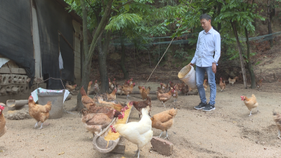 【视频】吴远强：养鸡致富助乡邻 逐梦精彩人生