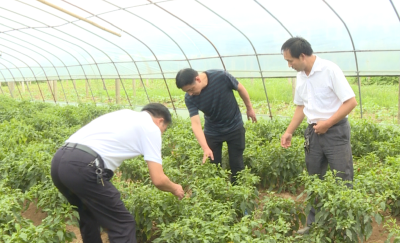 【视频】县农业农村局全力做好灾后农业生产指导