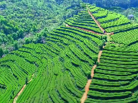 魅力茶乡