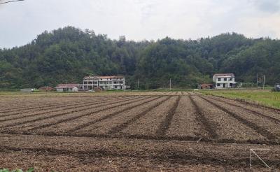 红山镇油菜轮作让“耕地流失地”变“增产增收地”