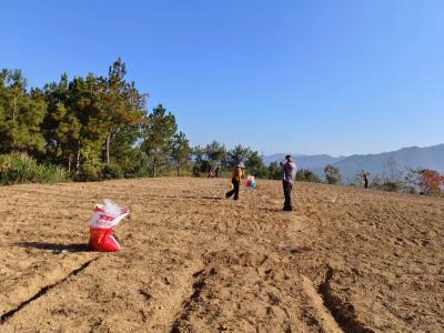 县九昇城发集团驻村工作队助力联系村油菜播种