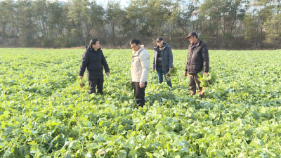 【视频】县农业农村局科技指导到田间