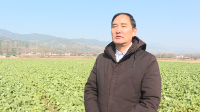 【视频】县农业农村局：科技护航 助力油菜安全过冬
