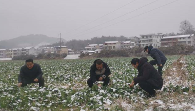 县农业农村局指导农户科学应对低温雨雪天气