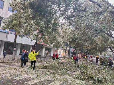 【迎战低温雨雪冰冻天气】县园林局及时排查处理断落树枝