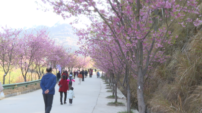 【视频】河东樱花园：樱花盛开  游人自来