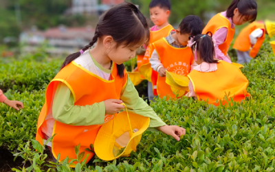 县第二幼儿园杨柳湾园区开展采茶研学活动