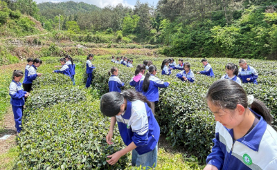县实验小学陶家河校区开展茶叶采摘劳动实践活动