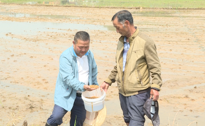 【视频】县农场管理中心：水稻直播技术试验示范种植促增产增收